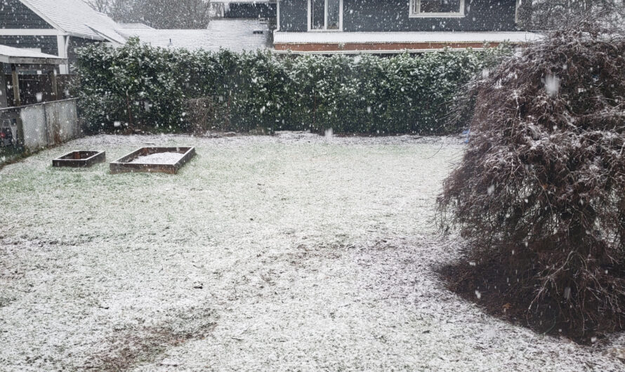 大波特兰区下雪啦！雪花漫天飞舞，全世界放下一切！