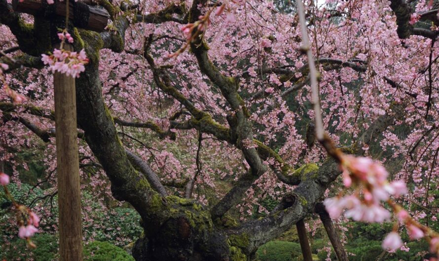 来玩啦！波特兰周边看樱花的好地方全部在这！