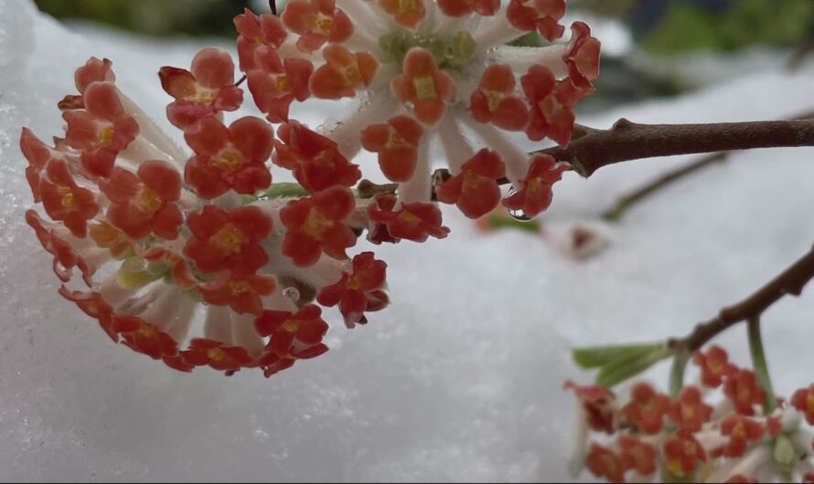 准备好，更多的雪在路上，星期二晚上到
