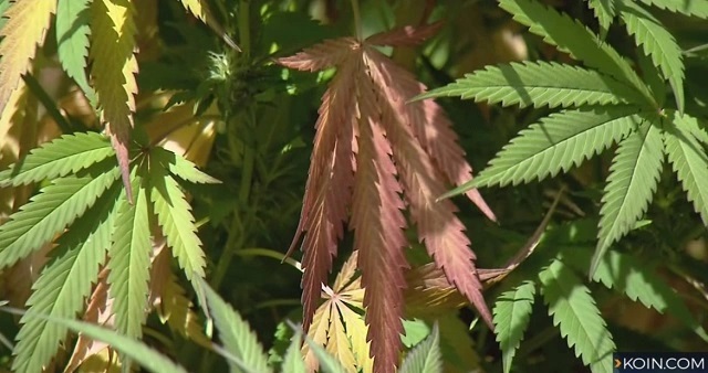 俄勒冈州男子贩运大麻被判坐牢21月