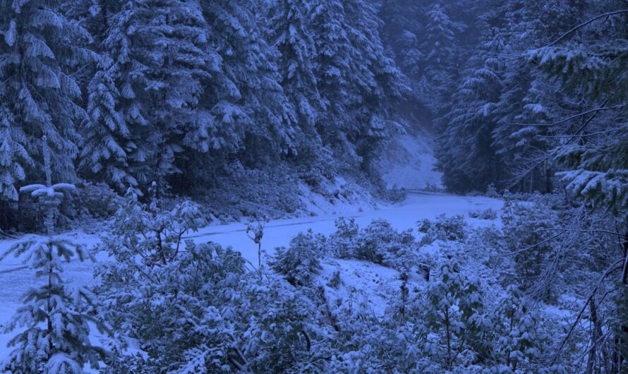 俄勒冈州特殊天气警报！波特兰下雪？雪？雪！
