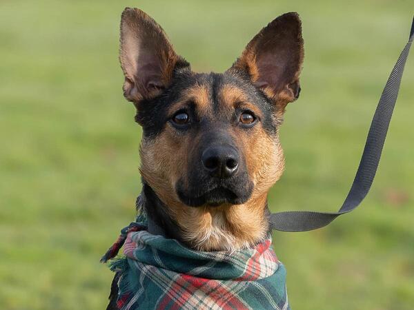 这个星期，可在俄勒冈人道协会免费收养一只狗