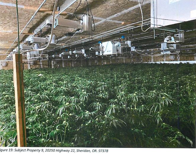 非法种植大麻，俄勒冈州没收总价值约$600万房产！一华裔被判刑！