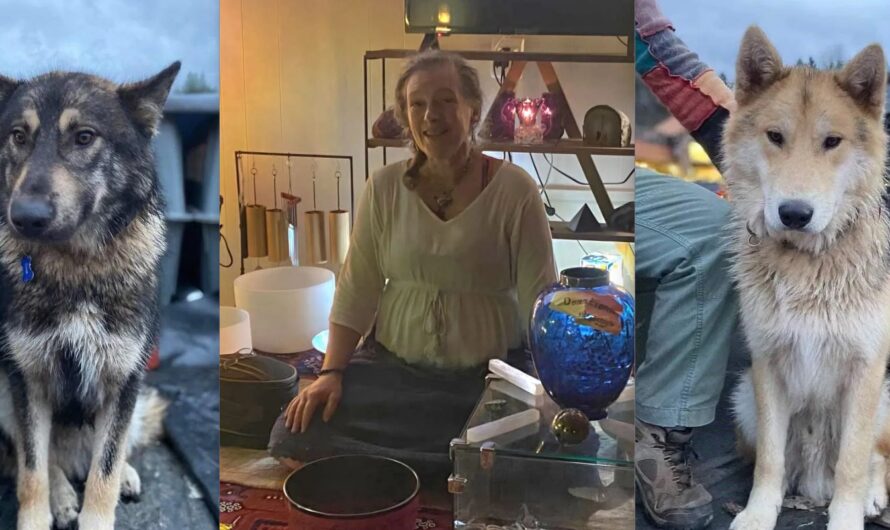 26号公路旁尸体确认，女子的丈夫被捕，两大狗下落不明！