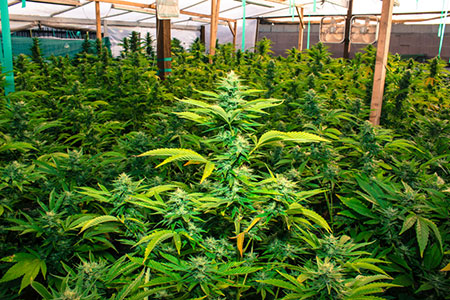 俄勒冈州允许在幼儿园附近开大麻店卖大麻！