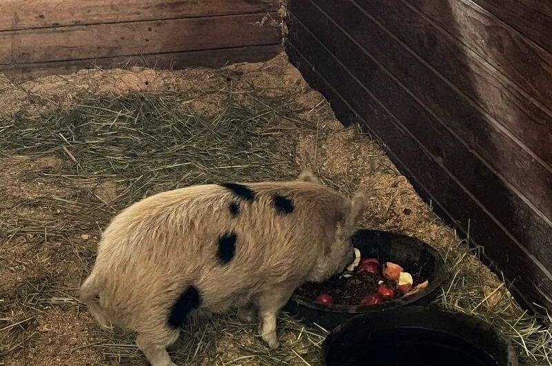 警报！俄勒冈州一头猪丢失了主人！