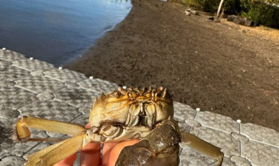 他乡遇故知，中华绒螯蟹大批出现在俄勒冈州波特兰！