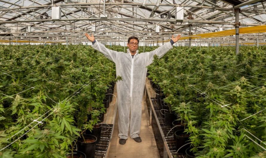 波特兰社区学院隆重推出大麻课程，全方位培养大麻人才！